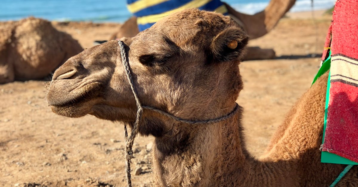 Kelso, New South Wales